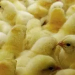 Закажите суточных цыплят от производителя! ОПТОМ и в РОЗНИЦУ!