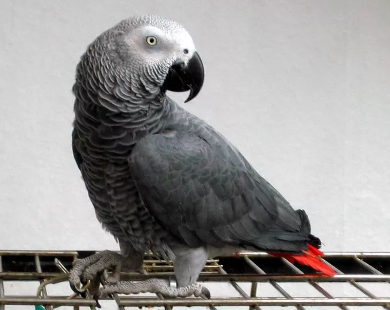 Африканский Серый попугай - ручные птенцы 