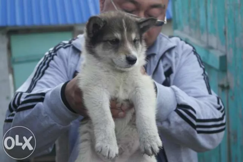 Продам 1, 5-месячных щенят чистокровной западно-сибирской лайки  